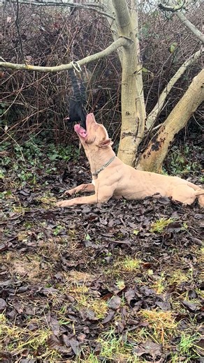 How to Work Out with Your Dog Effectively