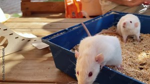 Two white lab rats walking outside the cage and playing with wooden ladder.