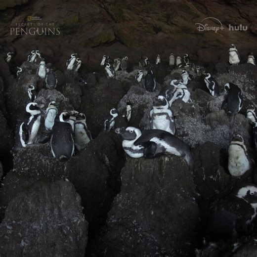 This cave is a bit of a fixer-upper, but the security system is top-notch! #SecretsOfThePenguins is now streaming on Disney and Hulu. | National Geographic TV