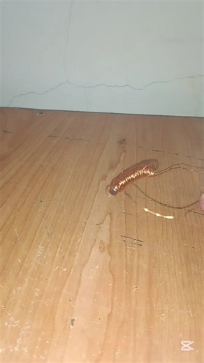 Simple electromagnetic #experiment #physics #sciencefacts #physicsclass10th #electromagnetism