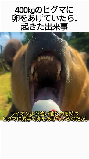 400kgのヒグマに素手で卵をあげたら…衝撃の結末 🐻🥚