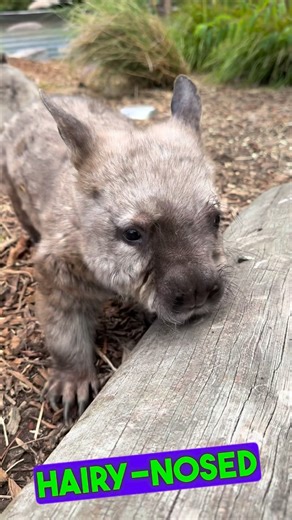 TheFunkyFarm🇨🇳劲爆农场🇯🇵ファンキーファーム 🇮🇹la fattoria funky on Instagram: "A massive shout out to Bell & the team at @mainridgevetclinic who have done an amazing job with Beryl & so many of our other animal family both domestic & natives. For an affordable, reliable and efficient service look no further than here. . #wombat #vetcare #creditwherecreditisdue"