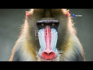 Mandrills