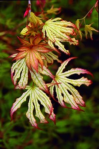 Acer palmatum 'First Ghost' Japanese Maple