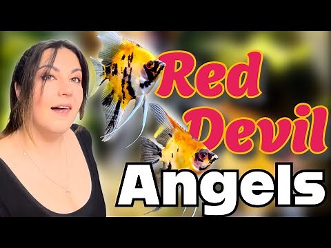 Angelfish Breeding Tank Set Up