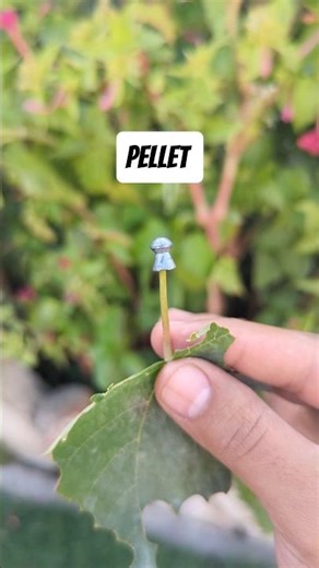 Can an Airgun Pellet Ignite a Shotgun Shell?