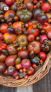 Tomato season is finally here 🍅😍 "Raising tomatoes is a journey beginning with seed raising in early August and culminating to your first plant out 2-3 months later. My goal is my first tomato by Christmas and bountiful rainbow harvests all summer long," writes heirloom tomato grower IG/ @insta.greener 🧺 What varieties are you growing this year? 💚 Get more gardening tips from Gardening Australia: http://ab.co/gardeningaus 📩 Sign up for our weekly newsletter: https://ab.co/GardeningAusNewsle