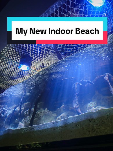Ecosystem Vivariums: My New Indoor Beach with Changing Tides