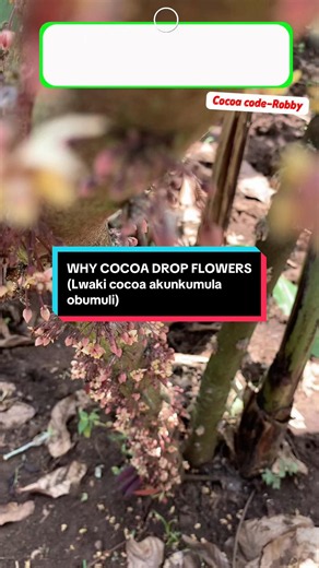 Why Cocoa Drops Flowers: 10 Reasons (Lwaki Cocoa Akunkumula Obumuli)