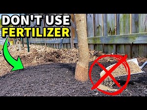 How To Fertilize Fruit Trees WITHOUT FERTILIZER! Amazing Results!!