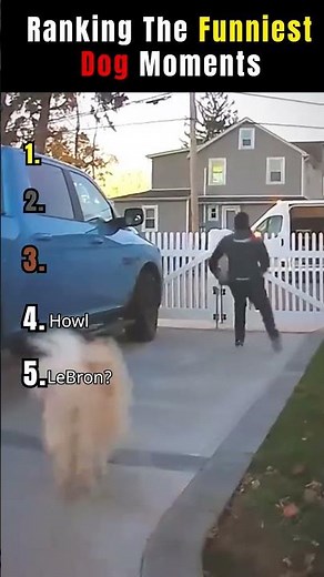 Ranking the funniest dog moments #funny #memes