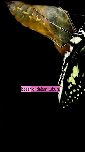The Secret of the Extraordinary Butterfly Changes #metamorphosis #lifecycle #animals #biology #bu...