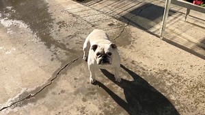 9.2K views · 420 reactions | Pickles thinks that she is a Lab! | BigBulldogs.com | Facebook