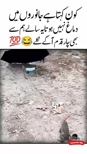 Exploring the Rise of AI Trends in Technology