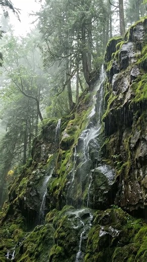 The Purest Cliffside Forest Rain Sounds🌲💧 #rainsounds #rainsoundsforsleeping #deepsleep #forestrain