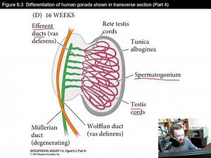 Sex Determination and Gametogenesis (Chapter 6)