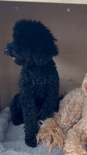 It’s not about the haircut. It’s about how they feel after. Comfort first. Confidence follows. | LOCAL Dog Grooming