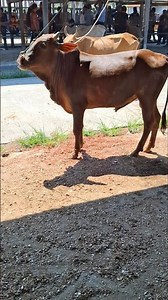 sapi moo, suara sapi, sapi lucu #shorts