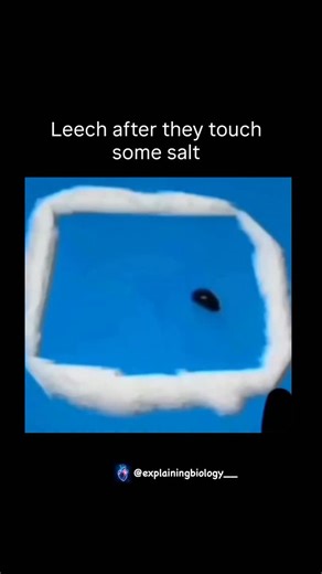 BIOLOGY | MEDICAL | HEALTH ⚕️ on Instagram: "When a leech comes into contact with a small amount of salt, it undergoes rapid dehydration and dies due to a process called osmosis. The salt creates a hypertonic environment outside the leech’s body, causing water to rapidly move from the inside of the leech to the outside in an attempt to dilute the salt. This extreme water loss causes the leech’s cells to collapse, shrivel, and die from severe dehydration. The science behind it Osmosis: Salt acts 