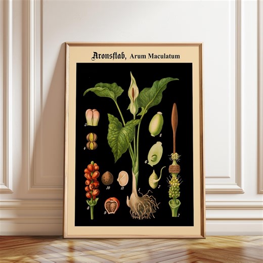 Arum Maculatum Botanical Wall Art - German School Chart on Black Poster Print - Etsy Singapore