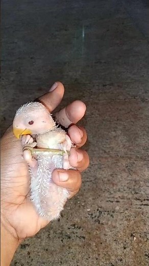 treatment for splayed leg in birds # only one method