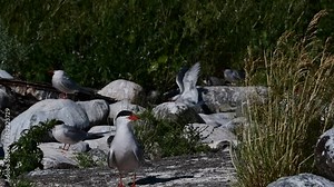 colony, seasons, fauna, sterna, hirundo, sterna paradisaea, coast, shore, sea, arctic tern, seabirds, birds, common tern, terns, animals, north, birding, avian, adult, shoreline, seaside, arctic, beak