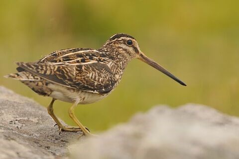 Snipe | The Wildlife Trusts