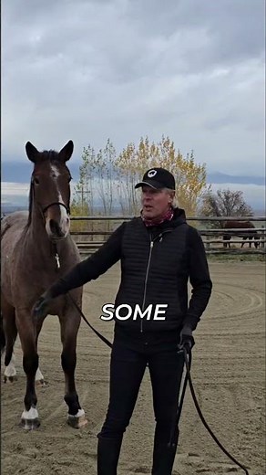 Whip Training: Desensitizing Horses to Noise and Motion #shorts