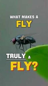🪰 Ento 101: What Makes a Fly TRULY a Fly? #fly #insects #entomology