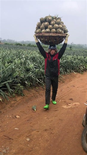 Hợp tác xã dứa không gai MD2 0058.#Trôngdua # muabandua # dứa tươi # dứa ngon #shorts