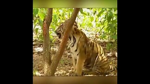 /// Gibbon vs Tiger /// A golden oldie to start the weekend with. Source: Roaring Earth | Go Ape Foundation