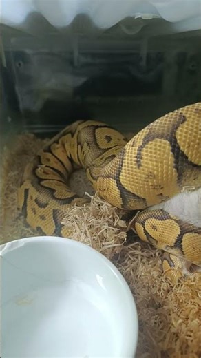 Feeding Day — Superfly Orange Dream Chocolate