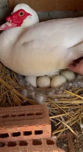 Wow🪿🪿🪿🙌 Unbelievable duck tricks you must see #entok #duck #viral