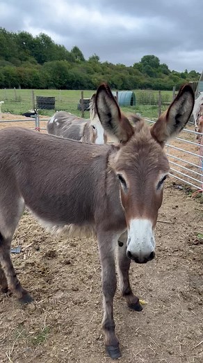 Our donkeys on tour. Good to take the donkeys out for a run. #donkeysontour #wegotdonkeys | Caenhill Countryside Centre
