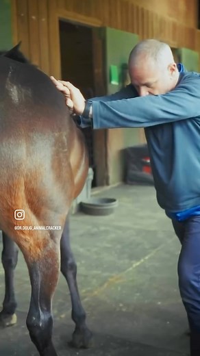 Animal Cracker on Reels