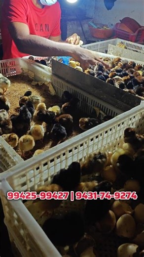 Sonali Male Chicks | Sonali Chicken Rearing Special Process Se Chicken Alag 🐥