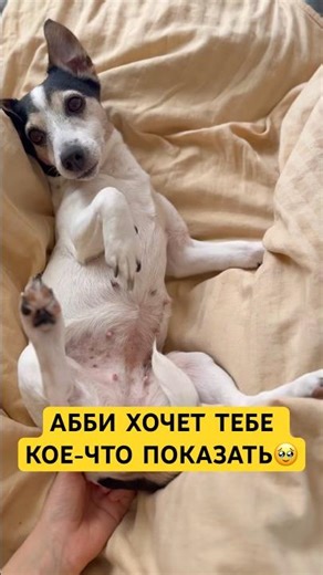 134439 people need to see this, everyone🥹 #dog #dogs #doggy #cute #animals #cute #best