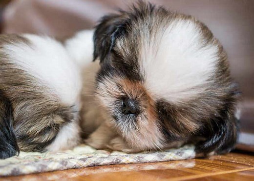 Standard Shih Tzu  vs. Imperial Shih Tzu, What's the Difference?