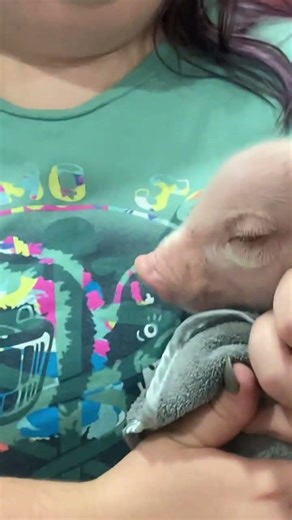 Pigs compilation, all baby pigs