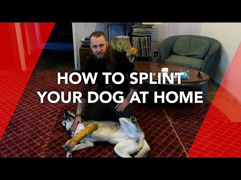 How to Splint your Dog at Home – DIY!