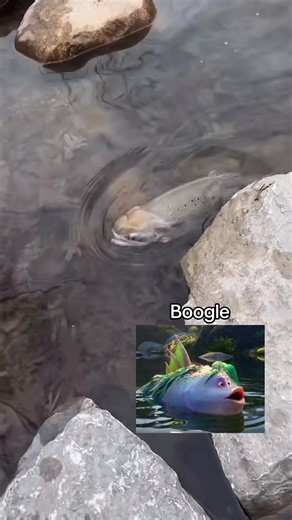 Boogle the Fish Swapped Funny Pets