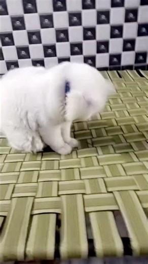 😸😸😸😸😸#nonu #music #cat #animalshorts #cover #nonu