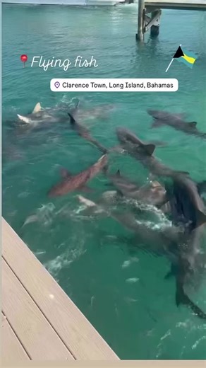 𝐂𝐡𝐢𝐥𝐥 𝐬𝐩𝐨𝐭 𝐚𝐧𝐝 𝐫𝐞𝐟𝐮𝐞𝐥 𝐟𝐨𝐫 𝐭𝐡𝐞 𝐧𝐞𝐱𝐭 𝐥𝐞𝐠 𝐝𝐨𝐰𝐧 𝐭𝐡𝐞 𝐢𝐬𝐥𝐚𝐧𝐝𝐬 🇺🇸🇧🇸🇯🇲 #bahamas #deepsea #jamaica #boatcaptain