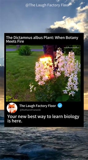 🪻 Dictamnus albus Plant : Where Botany meets fire 🔥 | MDCT