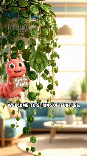 Meet the Plants: String of Turtles 🐢 | The Tiny Patterned Plant