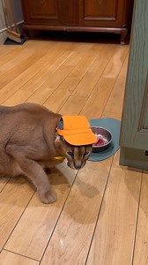 Pumba dripping hard on Floppa Friday😸 | Pumbacaracal