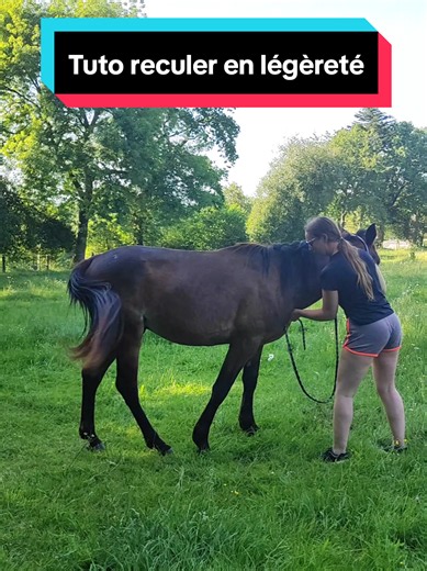 Les jeunes chevaux ont tendance à apprendre vite, si votre cheval met du temps à comprendre, soyez patient, ou essayer d'expliquer différemment, chaque cheval a besoin d'une explication qui lui corresponds. #travailapiedcheval #horseliberty #poulain #tutoequestre #exerciceequestre