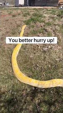 My Wife Freaks Out When Giant Python Gets Near Dog 😱🐶#shorts #python