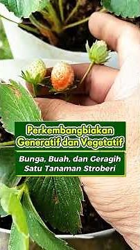 generatif vegetatif: Bunga, Buah, dan Geragih dalam Satu Tanaman Stroberi