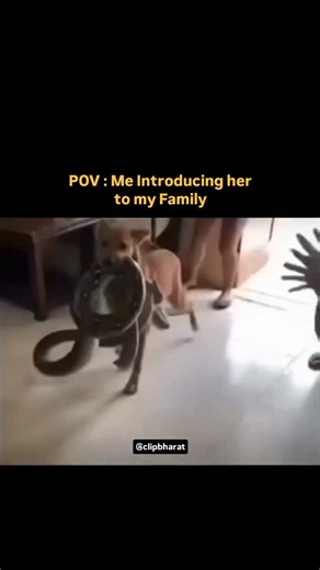 Clip Bharat 🇮🇳 | That video is a wild example of the "expect the unexpected" chaos that pets can bring into a home. The contrast between the dog's calm,... | Instagram
